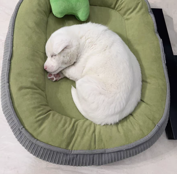 Zuffeloria Medium Dog Beds for Medium Dogs Washable, Rectangle Dog Bed Medium Size Dog, Orthopedic Dog Bed, Warming Soft Calming Sleeping Puppy Bed Durable Pet Bed with Anti-Slip Bottom